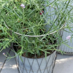 Planter In Lattice Basket Surround -Cheap Plants Store pr2000034026 card4 lg