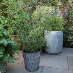 Planter In Lattice Basket Surround -Cheap Plants Store pr2000034026 card5 lg