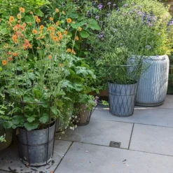 Planter In Lattice Basket Surround -Cheap Plants Store pr2000034026 card6 lg