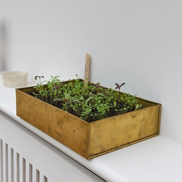 Brushed Brass Seed Tray 2 Brushed Brass Seed Tray - Image 2