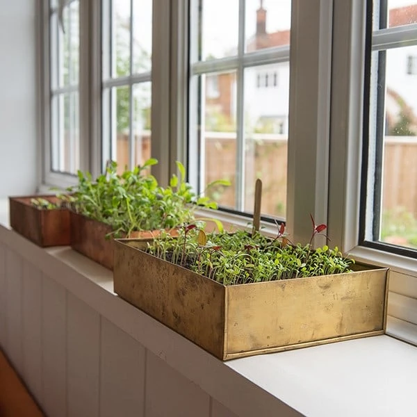 Brushed Brass Seed Tray 4 Brushed Brass Seed Tray - Image 4