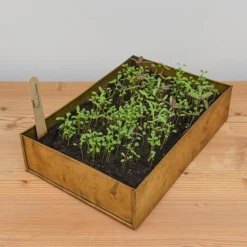 Brushed Brass Seed Tray 13 Brushed Brass Seed Tray -Cheap Plants Store pr2000034043 card5 lg