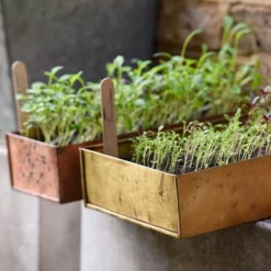 Brushed Brass Seed Tray 16 Brushed Brass Seed Tray -Cheap Plants Store pr2000034043 card8 lg