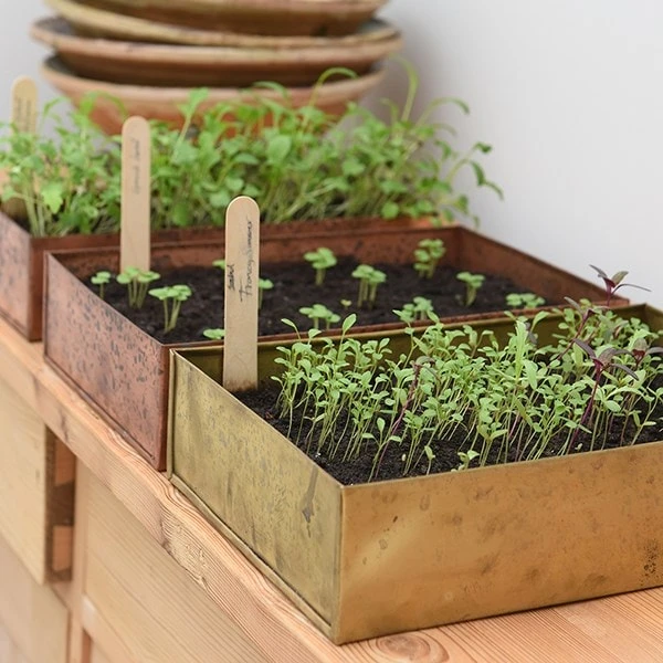 Brushed Brass Seed Tray 9 Brushed Brass Seed Tray - Image 9