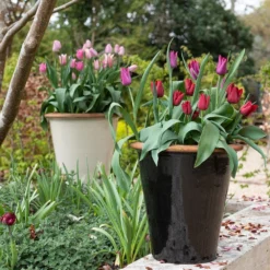 Glazed Terracotta Pot - Black -Cheap Plants Store pr2000034127 card10 lg