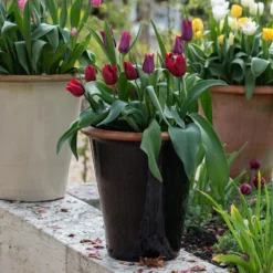 Glazed Terracotta Pot - Black -Cheap Plants Store pr2000034127 card7 lg