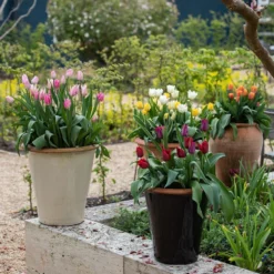 Glazed Terracotta Pot - Black -Cheap Plants Store pr2000034127 card8 lg