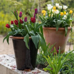 Glazed Terracotta Pot - Black -Cheap Plants Store pr2000034127 card9 lg