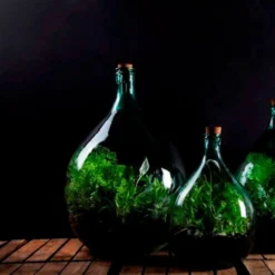 Plant Terrarium Bottle 15 Litre Set 5 Plant Terrarium Bottle 15 Litre Set -Cheap Plants Store pr2000035302 card3 lg