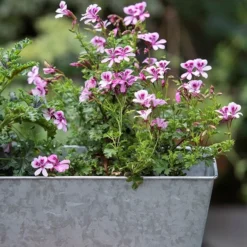 Galvanised Window Trough 9 Galvanised Window Trough -Cheap Plants Store pr2000035781 card4 lg