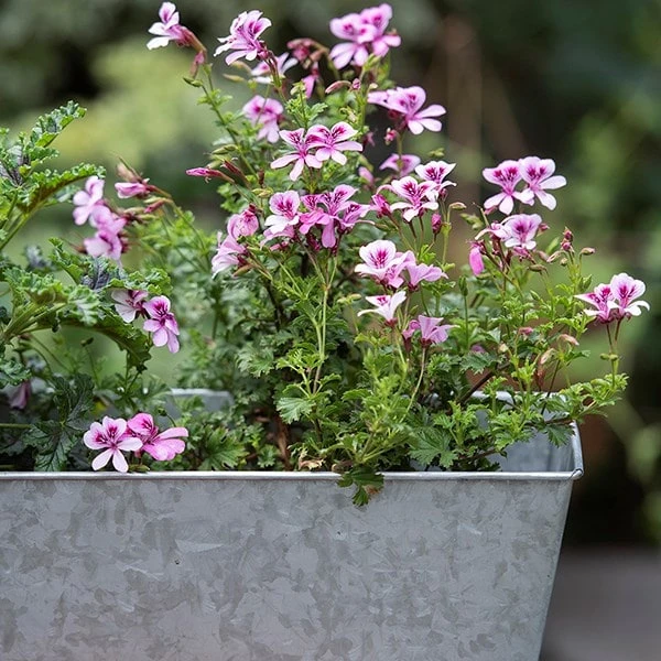 Galvanised Window Trough 4 Galvanised Window Trough - Image 4