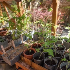 Galvanised Tray With 12 Grow Pods 10 Galvanised Tray With 12 Grow Pods -Cheap Plants Store pr2000037486 card6 lg