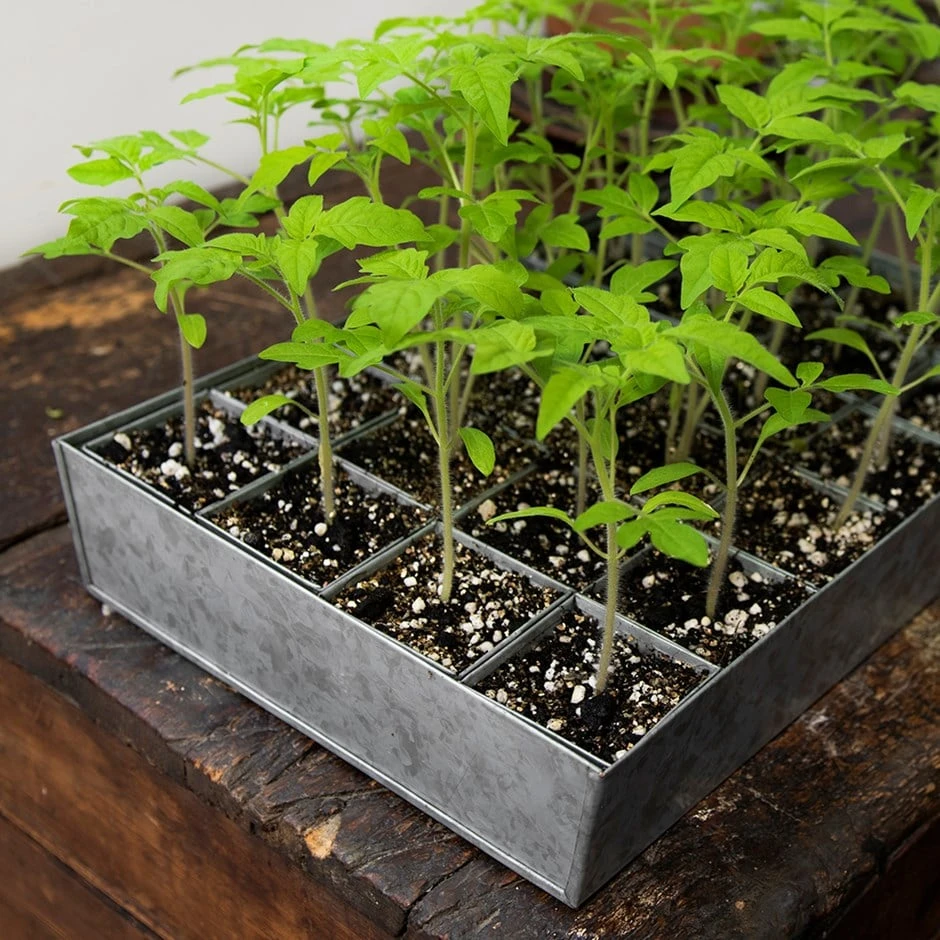 Galvanised Tray With 24 Grow Pods 1 Galvanised Tray With 24 Grow Pods