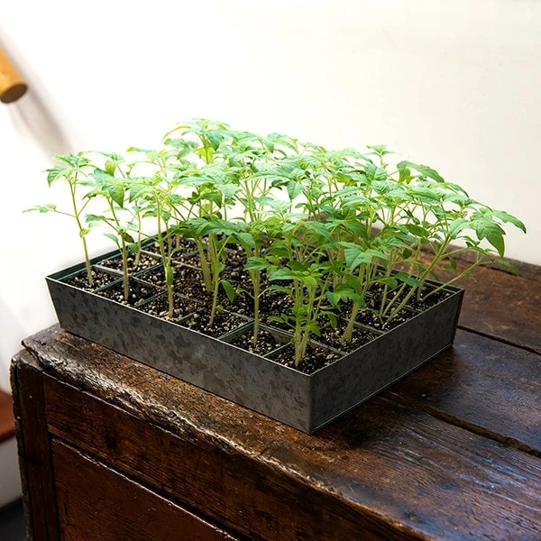 Galvanised Tray With 24 Grow Pods 2 Galvanised Tray With 24 Grow Pods - Image 2