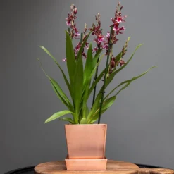 Cheap Plants Store -Cheap Plants Store pr2000037495 card2 lg