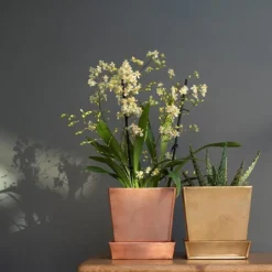 Square Copper Pot And Saucer -Cheap Plants Store pr2000037495 card4 lg