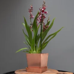Square Copper Pot And Saucer -Cheap Plants Store pr2000037495 card5 lg