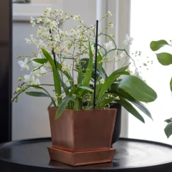 Square Copper Pot And Saucer -Cheap Plants Store pr2000037495 card6 lg