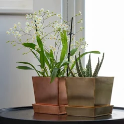 Cheap Plants Store -Cheap Plants Store pr2000037496 card2 lg