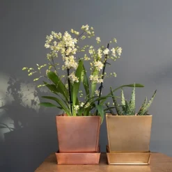 Square Brass Pot And Saucer -Cheap Plants Store pr2000037496 card3 lg