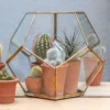 Pentagon Terrarium With Tray Base