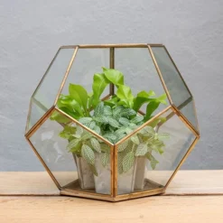 Pentagon Terrarium With Tray Base 8 Pentagon Terrarium With Tray Base -Cheap Plants Store pr2000037499 card4 lg