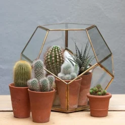 Pentagon Terrarium With Tray Base 9 Pentagon Terrarium With Tray Base -Cheap Plants Store pr2000037499 card5 lg