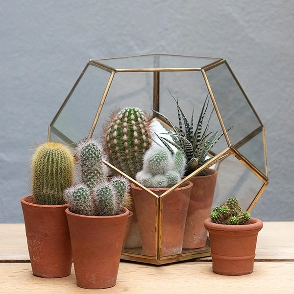 Pentagon Terrarium With Tray Base 5 Pentagon Terrarium With Tray Base - Image 5