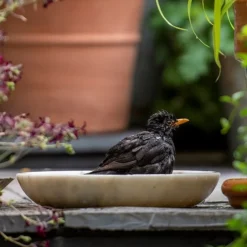 Turned White Marble Bird Bowl -Cheap Plants Store pr2000037501 card7 lg