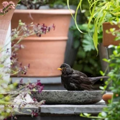 Turned Green Marble Bird Bowl 13 Turned Green Marble Bird Bowl -Cheap Plants Store pr2000037502 card5 lg