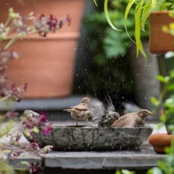 Turned Green Marble Bird Bowl 15 Turned Green Marble Bird Bowl -Cheap Plants Store pr2000037502 card7 lg
