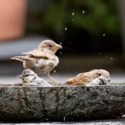 Turned Green Marble Bird Bowl 16 Turned Green Marble Bird Bowl -Cheap Plants Store pr2000037502 card8 lg