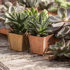 Brass Pots - Set Of 6 11 Brass Pots - Set Of 6 -Cheap Plants Store pr2000037511 card4 lg