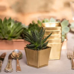 Brass Pots - Set Of 6 13 Brass Pots - Set Of 6 -Cheap Plants Store pr2000037511 card6 lg