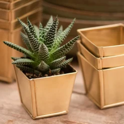 Brass Pots - Set Of 6 15 Brass Pots - Set Of 6 -Cheap Plants Store pr2000037511 card8 lg