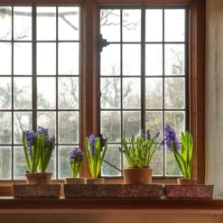 Cheap Plants Store -Cheap Plants Store pr2000037537 card2 lg