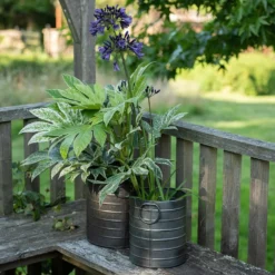 Galvanised Cylinder Pot 6 Galvanised Cylinder Pot -Cheap Plants Store pr2000037551 card3 lg