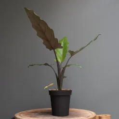 Charcoal Metal Plant Pot Cover With Enamel Interior 8 Charcoal Metal Plant Pot Cover With Enamel Interior -Cheap Plants Store pr2000037568 card3 lg