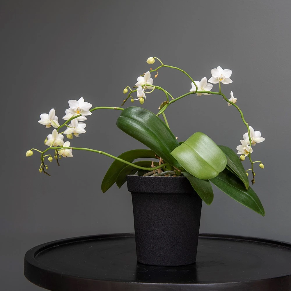 Charcoal Metal Plant Pot Cover With Enamel Interior 4 Charcoal Metal Plant Pot Cover With Enamel Interior - Image 4