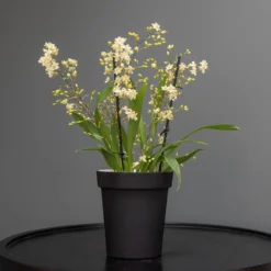 Charcoal Metal Plant Pot Cover With Enamel Interior 11 Charcoal Metal Plant Pot Cover With Enamel Interior -Cheap Plants Store pr2000037568 card6 lg