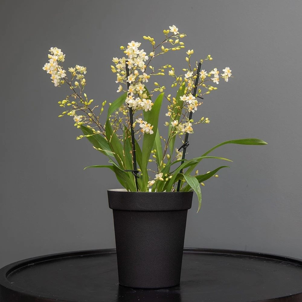 Charcoal Metal Plant Pot Cover With Enamel Interior 6 Charcoal Metal Plant Pot Cover With Enamel Interior - Image 6