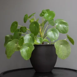 Matt Black Pot Cover With Polished Brass Interior -Cheap Plants Store pr2000037570 card3 lg