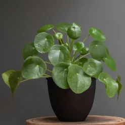 Matt Black Pot Cover With Polished Brass Interior -Cheap Plants Store pr2000037570 card4 lg