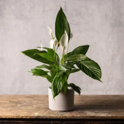 Cement Style Plant Pot - Light Grey