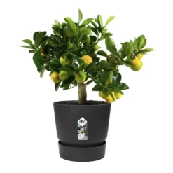 Greenville Round Pot Black -Cheap Plants Store pr2000038224 card4 lg