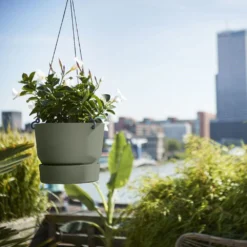 Greenville Hanging Basket Green 6 Greenville Hanging Basket Green -Cheap Plants Store pr2000038231 card3 lg