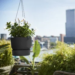 Greenville Hanging Basket Black 6 Greenville Hanging Basket Black -Cheap Plants Store pr2000038232 card3 lg