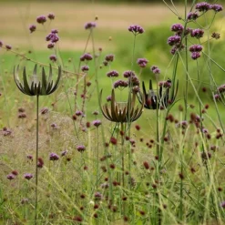 Flower Stake Tealight Holder - Antique Bronze -Cheap Plants Store pr2000040769 card7 lg