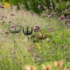 Flower Stake Tealight Holder - Antique Brass -Cheap Plants Store pr2000040770 card6 lg