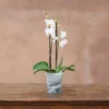 Recycled Glass Flared Orchid Pot - White